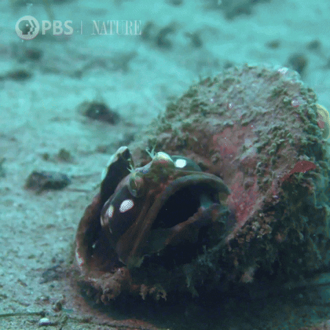 Pbs Nature Ocean GIF by Nature on PBS