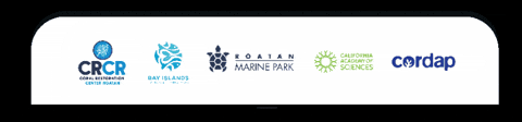 Rmp GIF by Roatan Marine Park