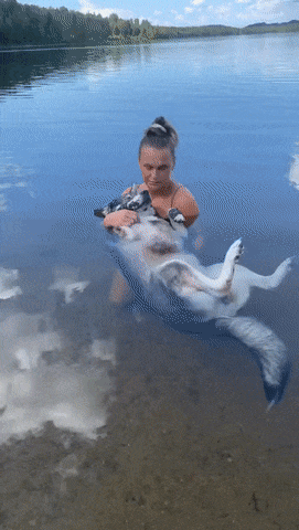 cuteanimalland giphyupload GIF