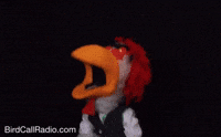 BirdCallRadio angry song chicken sing GIF