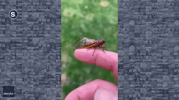 Maryland Golden Retriever Chows Down on Cicadas