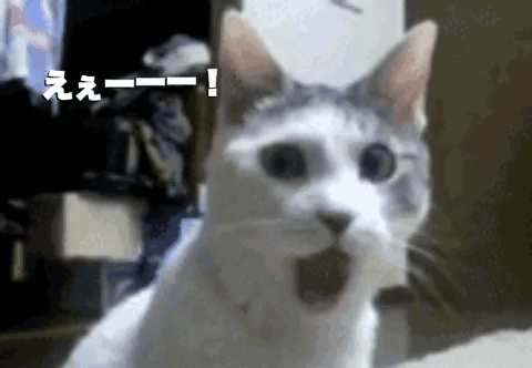 Cat Omg GIF