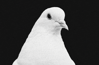 julietagracian animals bird pop fly GIF