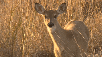 Listening Deer GIF by U.S. Fish and Wildlife Service