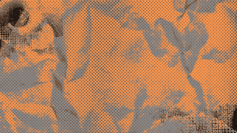 Tash_Hill giphyupload GIF