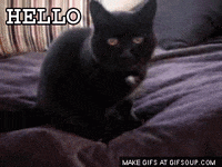 cat hello GIF