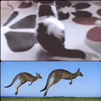 cat jump GIF by The Videobook