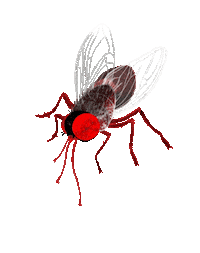 rutzqui fly animacion ilustracion volar Sticker