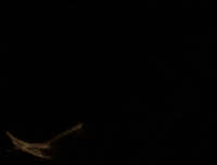 Sub Pop Girl GIF by Sub Pop Records