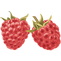 Fruit Berries Sticker