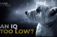 Dog Instagram GIF
