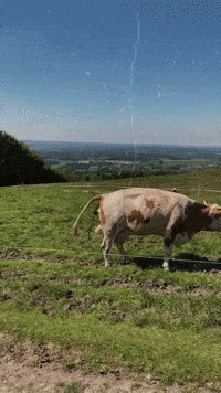 Bullshit Rosenheim GIF by socialPALS