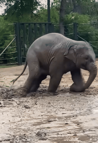 Baby Elephant Dances in the Rain
