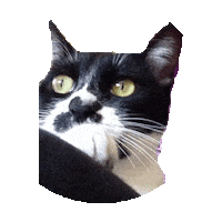 k STICKER by imoji