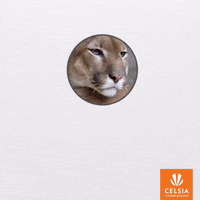 GIF by Celsia
