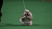 Eugene Levy Dogs GIF by Coolidge Corner Theatre