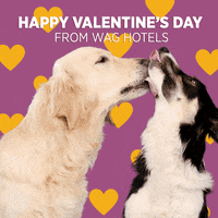 GIF by Wag Hotels