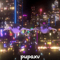 Cat Car GIF