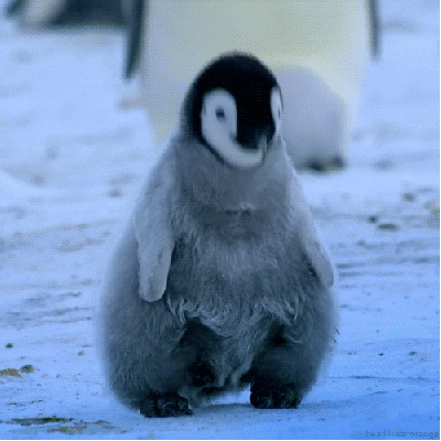 baby animal penguin GIF