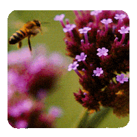 부고니아 Sticker by cjenmmovie