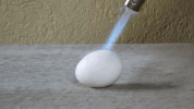 vs egg GIF