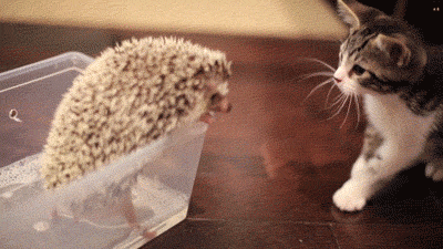 kitten hedgehog GIF by Internet Cat Video Festival