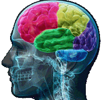 brain STICKER