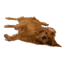 Roll Over Golden Retriever Sticker by Anna Victoria