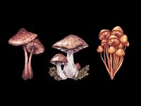 mondaedesigns plants mushroom funky shrooms GIF