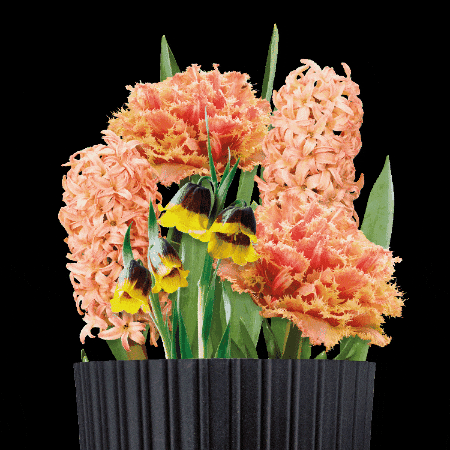 Bulbious giphygifmaker flower flowers garden GIF