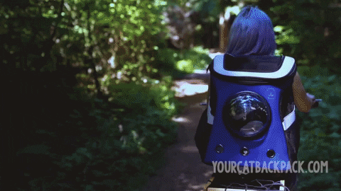 GIF by Your Cat Backpack