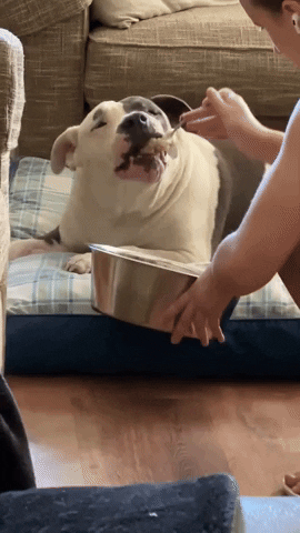 cuteanimalland giphyupload GIF