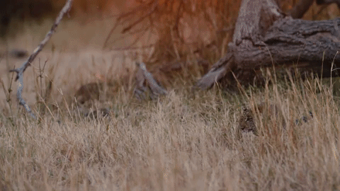 leopard #cub #playing GIF