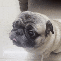 Dog Kitty GIF