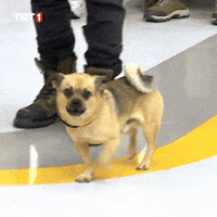 Dogs Kopek GIF by TRT