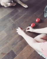 Clever Pooch Is a Master at Cup Game