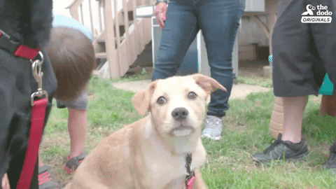 dog GIF by The Dodo