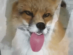 fox licking GIF