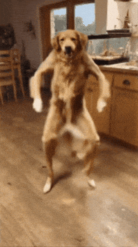 Dance Dog GIF
