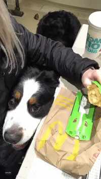 He's Lovin' It: Dog Won't Miss Any McDonald's Pie Crumbs