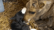 the incredible dr pol season 12 episode 6 GIF by Nat Geo Wild 