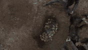 Fourth Of July Thanksgiving GIF by The Walking Dead
