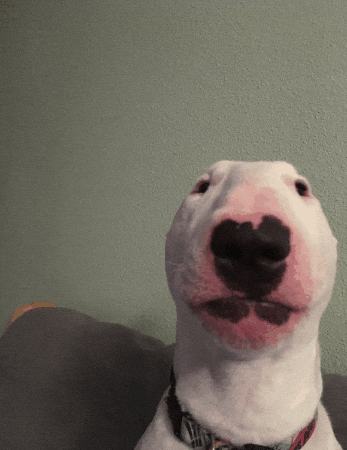 iHateRacism356 giphygifmaker giphyattribution dog stare GIF