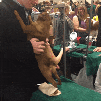 Westminster Dog Show Dogs GIF by Westminster Kennel Club
