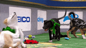 dogs puppies GIF by Puppy Bowl