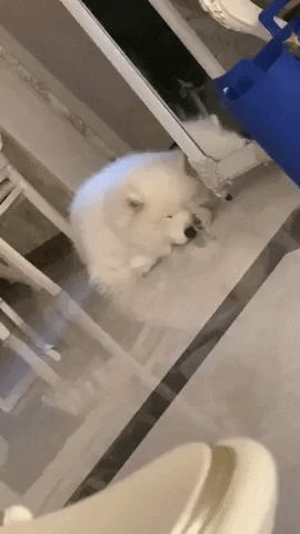 cuteanimalland giphyupload GIF