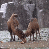 Animals Enjoy a Snowy Halloween at Milwaukee Zoo