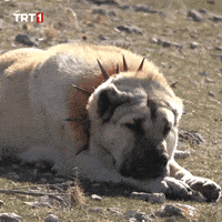 Sad Broken Heart GIF by TRT