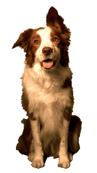 Car Auto Sticker by Zurich Schweiz