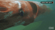 Sea Creature News GIF by Mic